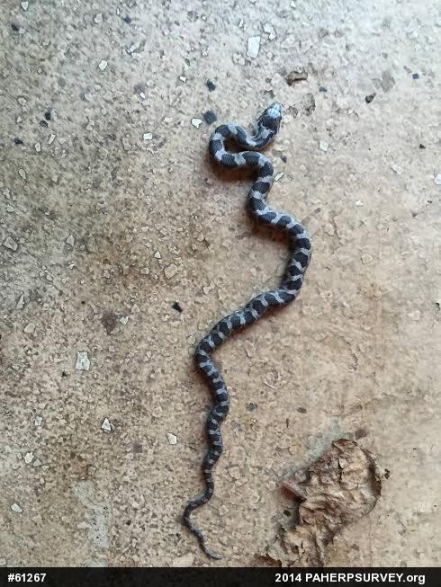 Eastern Ratsnake