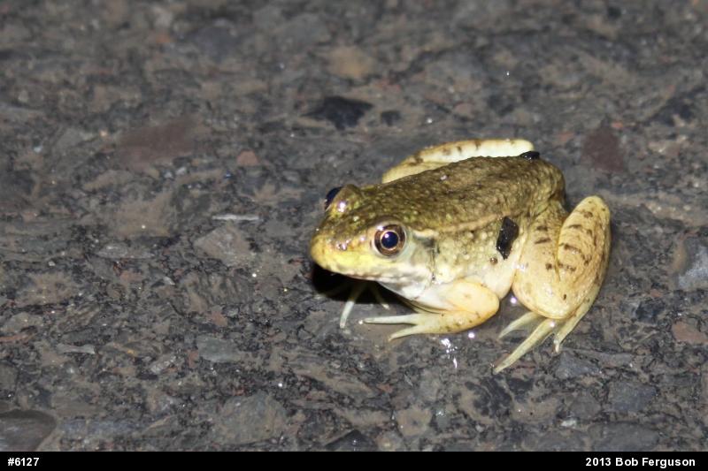 Green Frog