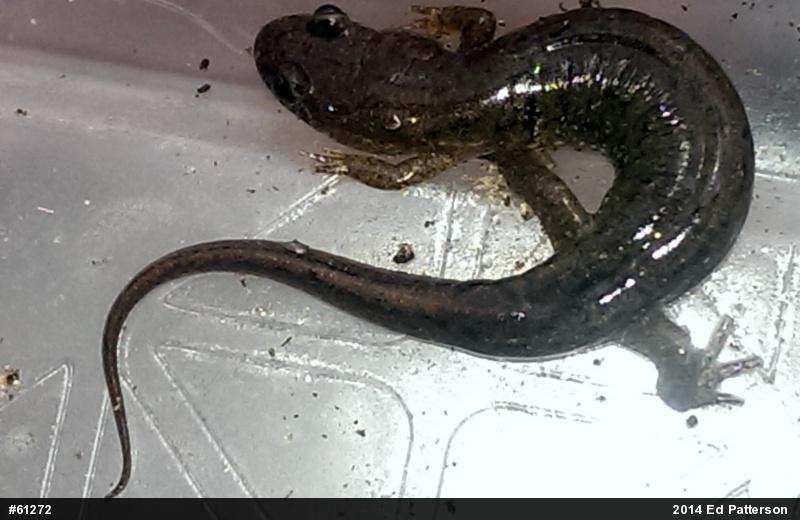 Northern Dusky Salamander