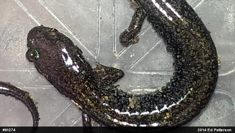 Valley And Ridge Salamander