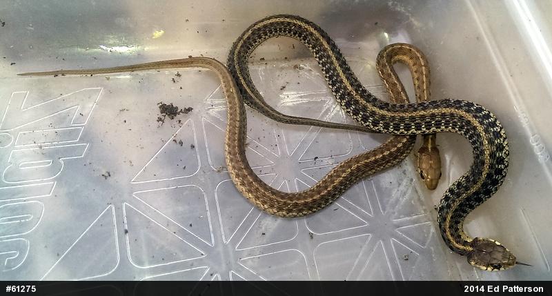 Eastern Gartersnake