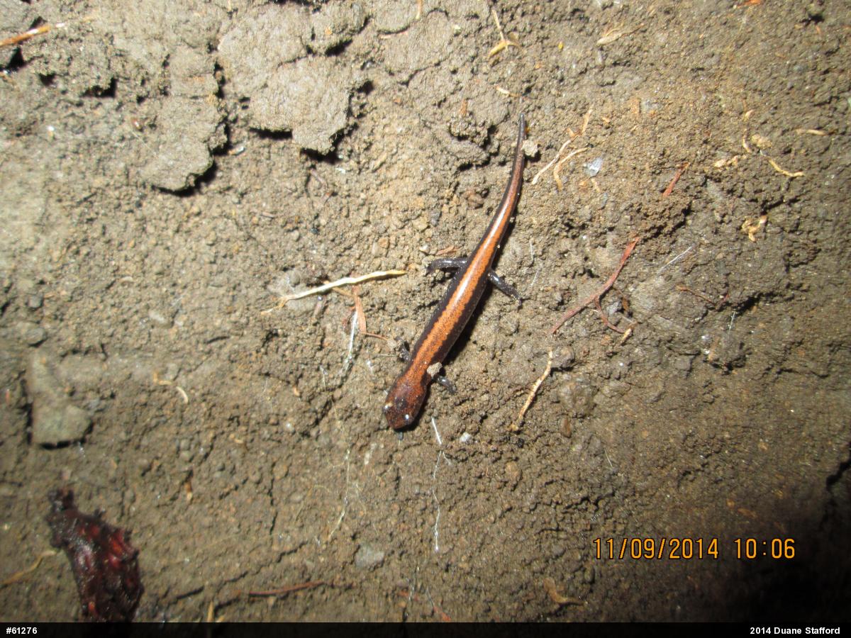 Eastern Red-backed  Salamander