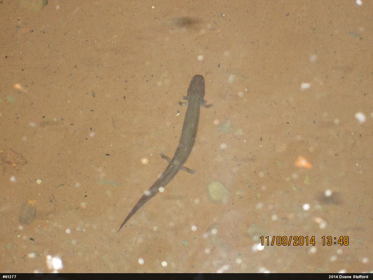 Northern Spring Salamander