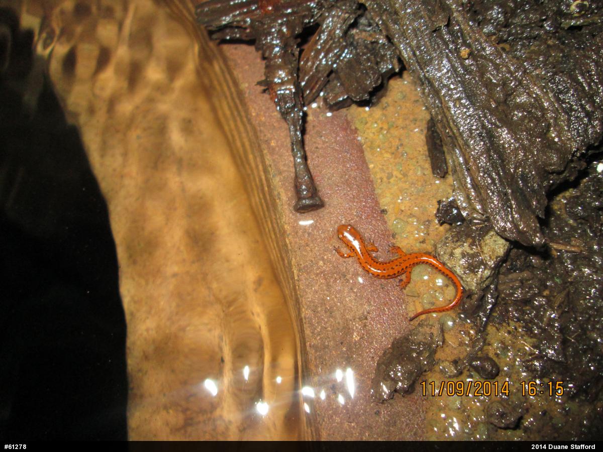 Eastern Long-tailed Salamander