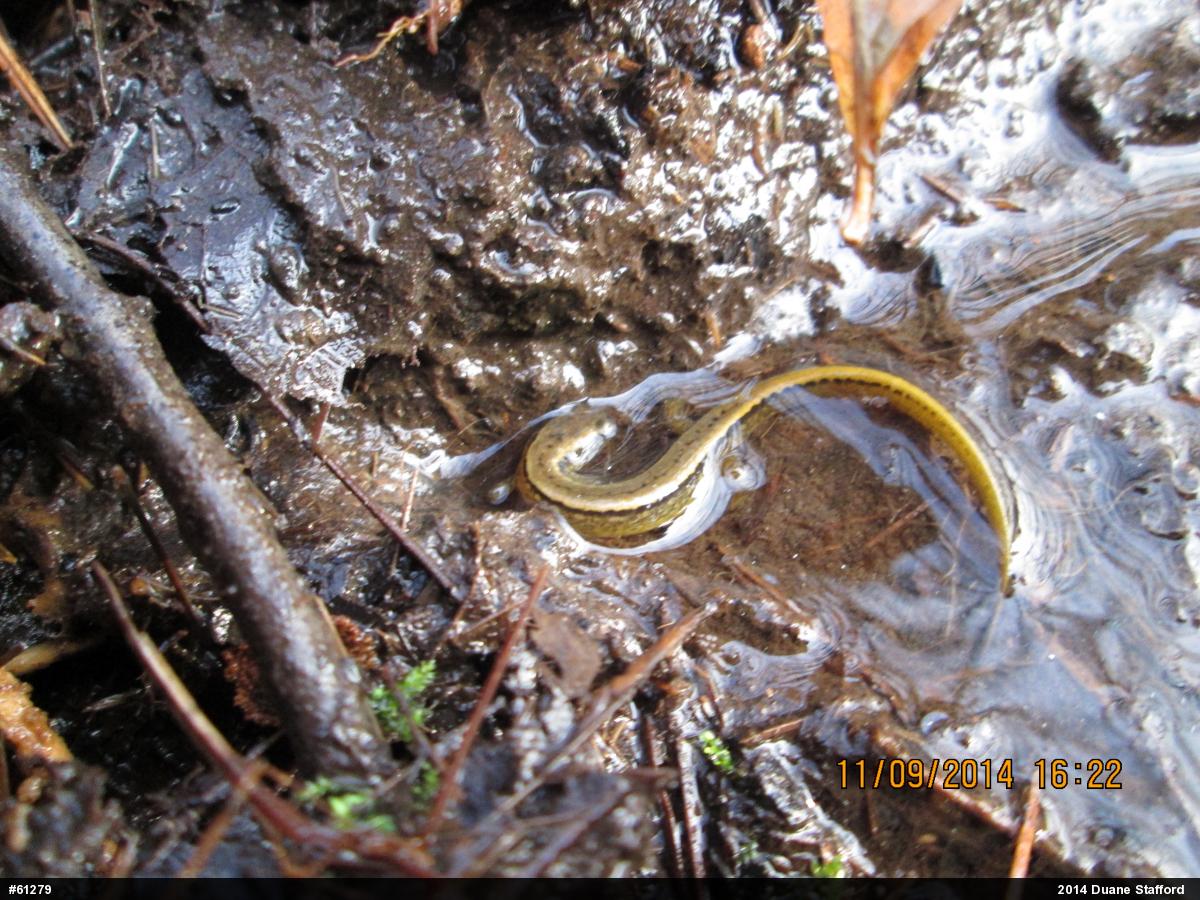 Northern Two-lined Salamander