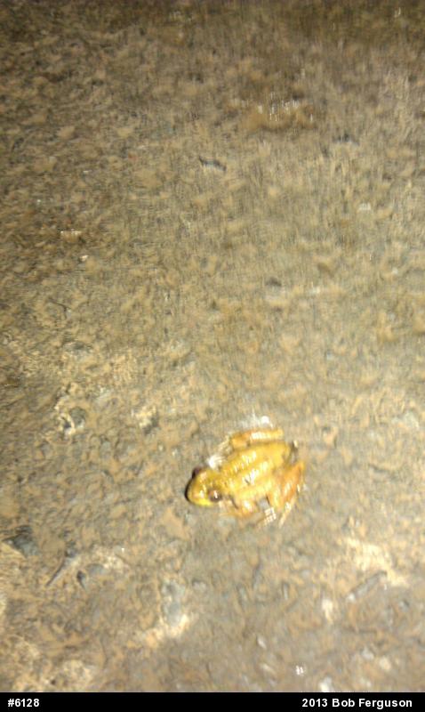 Green Frog