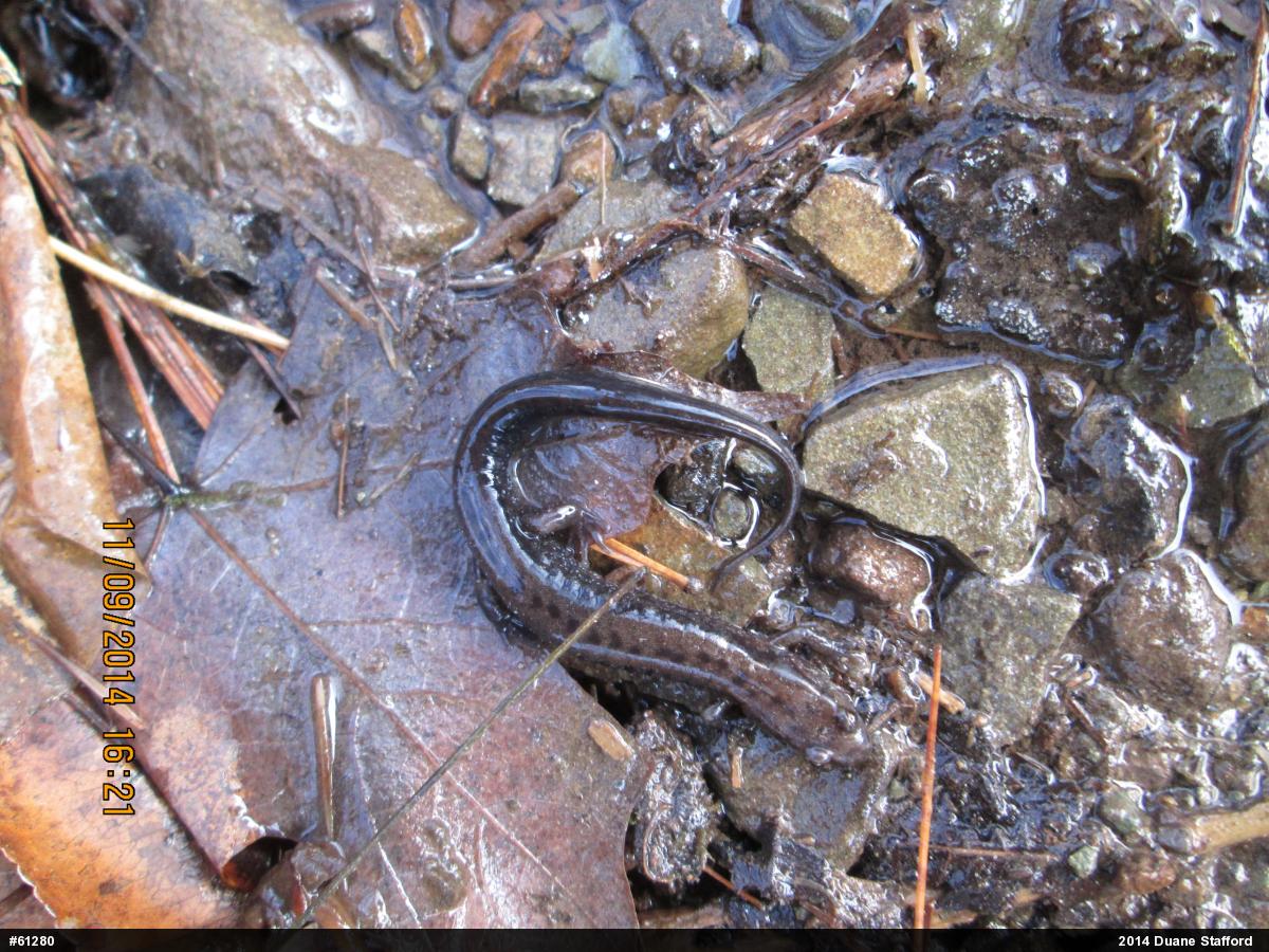 Allegheny Mountain Dusky Salamander