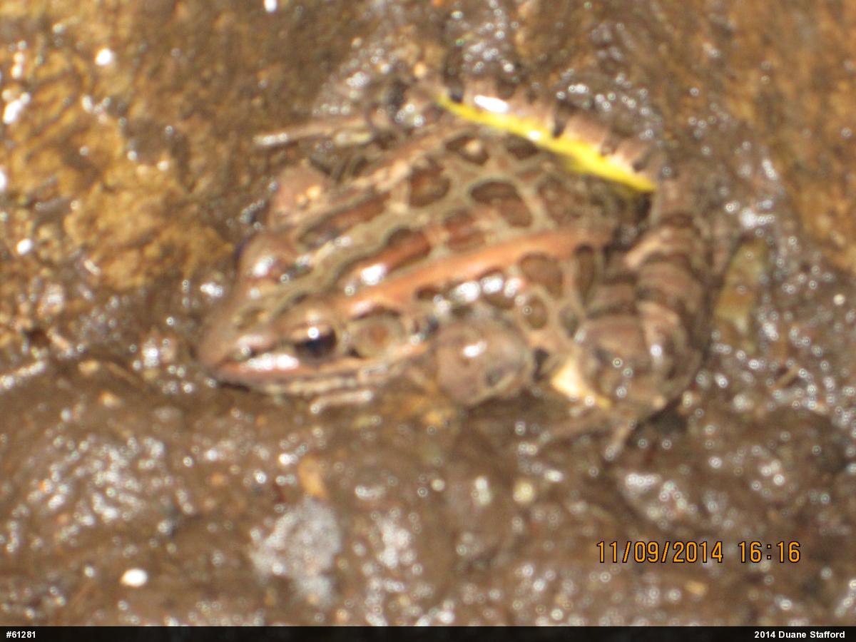 Pickerel Frog