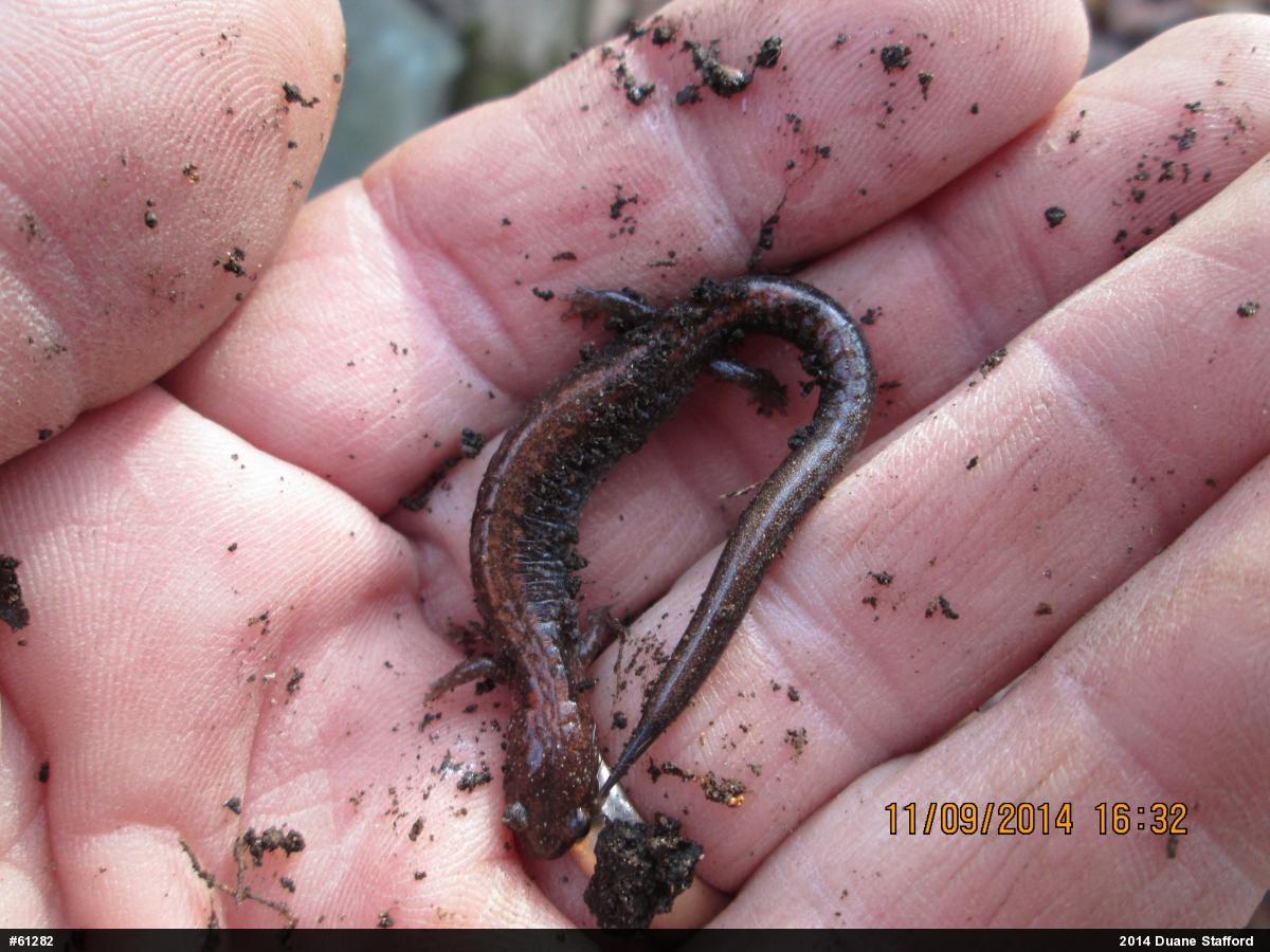 Eastern Red-backed  Salamander