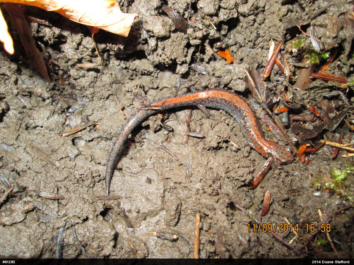 Eastern Red-backed  Salamander