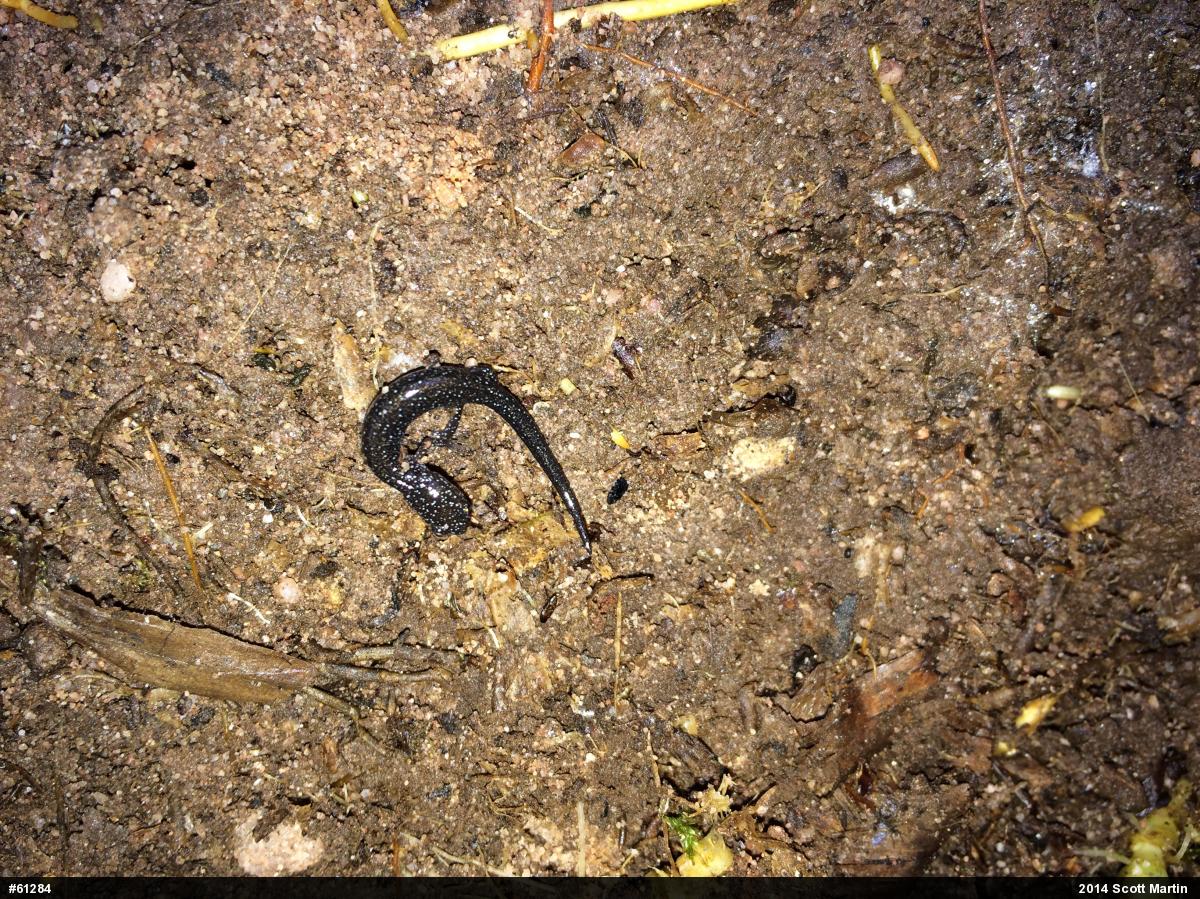 Eastern Red-backed  Salamander