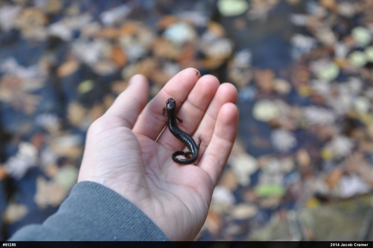 Northern Dusky Salamander