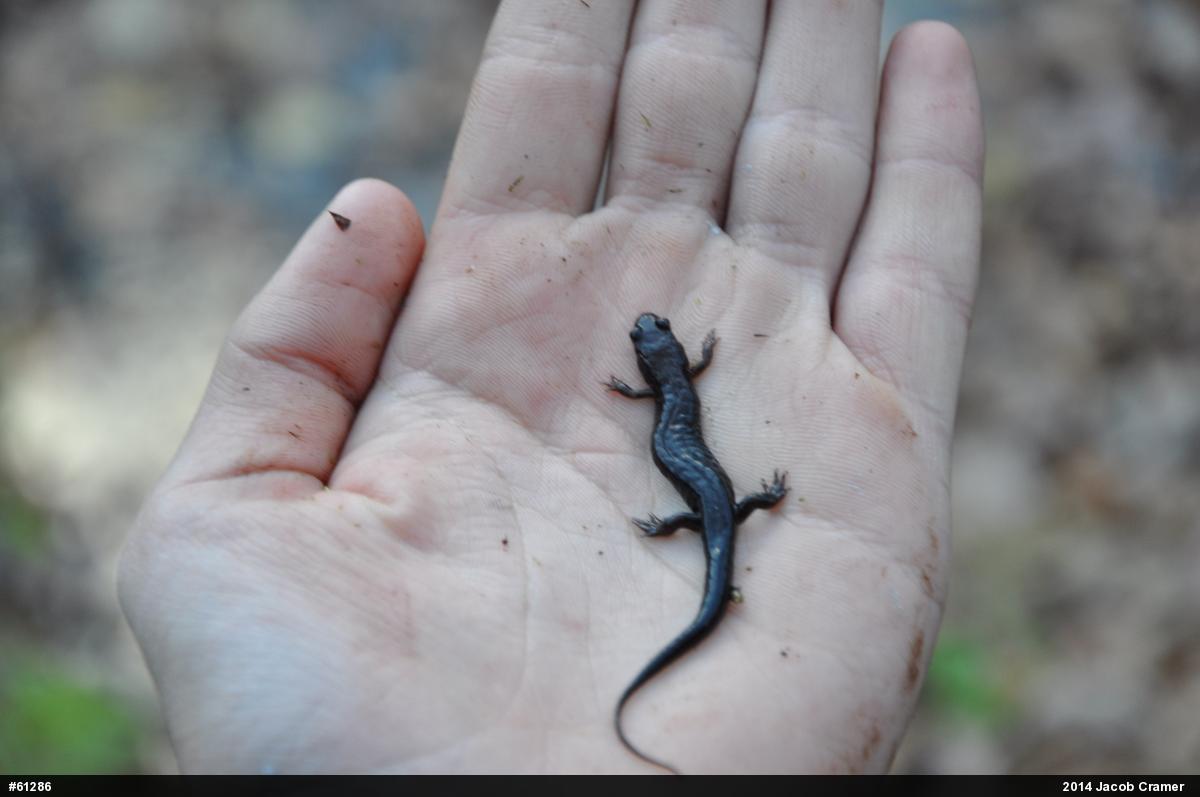 Allegheny Mountain Dusky Salamander