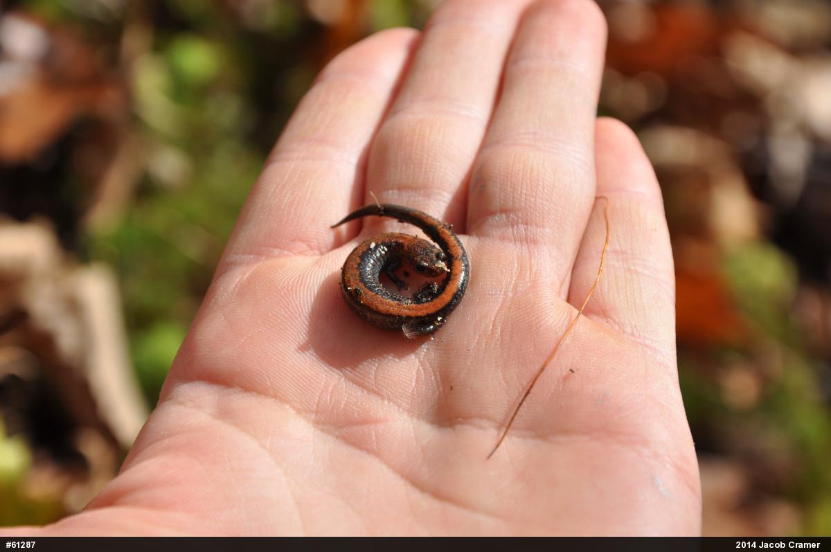 Eastern Red-backed  Salamander