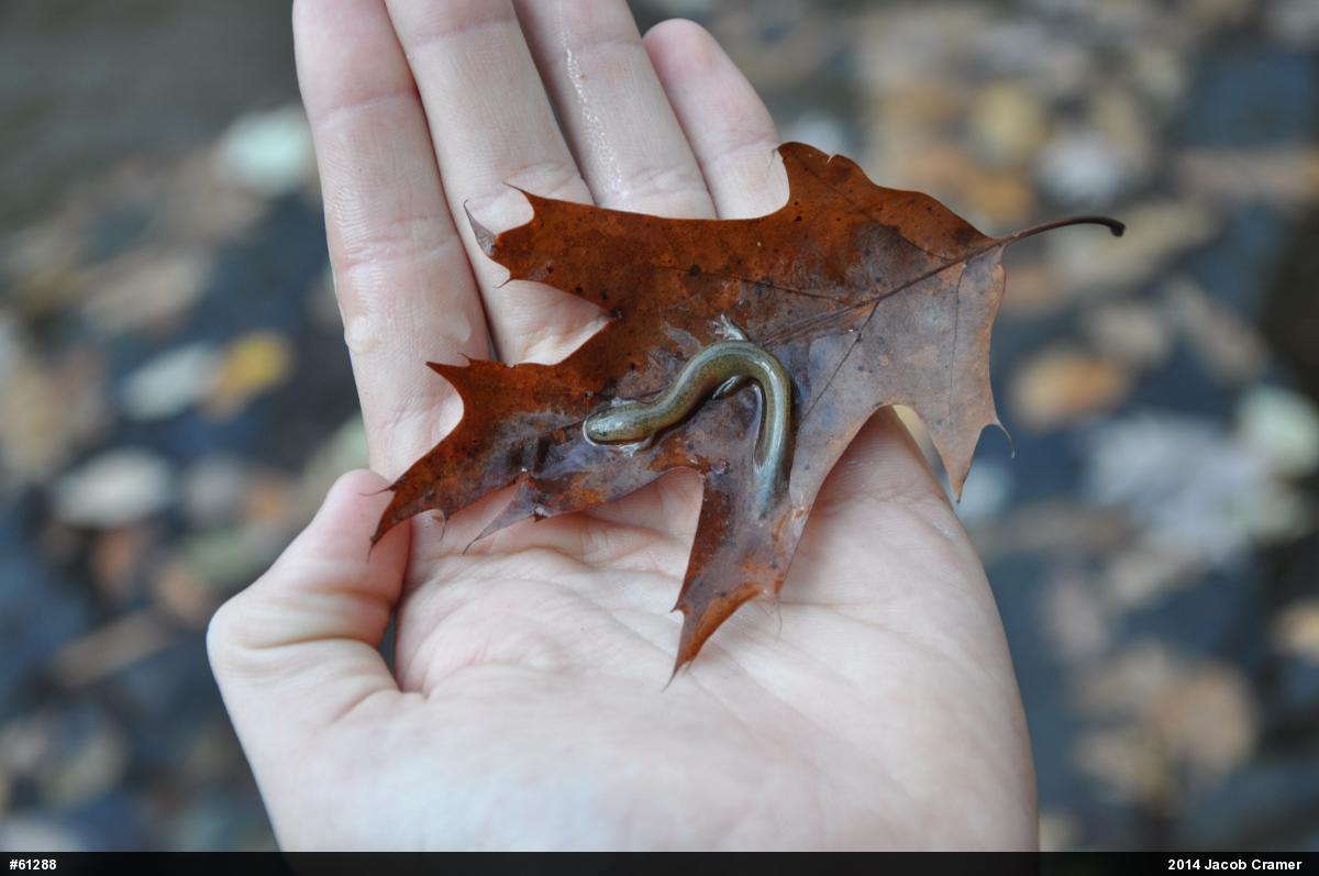 Northern Spring Salamander