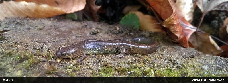 Northern Dusky Salamander