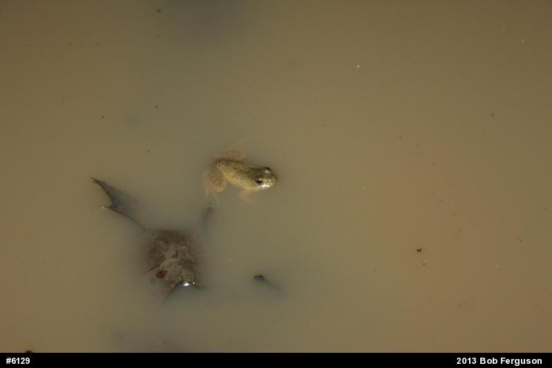 American Bullfrog