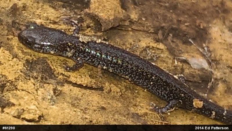 Valley And Ridge Salamander