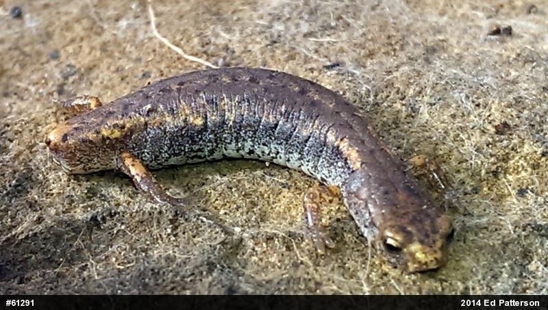 Four-toed Salamander