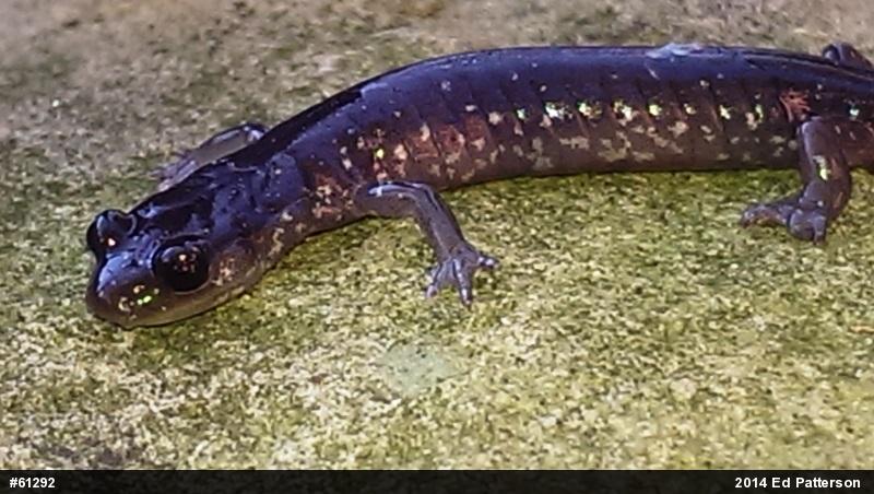 Wehrle's Salamander