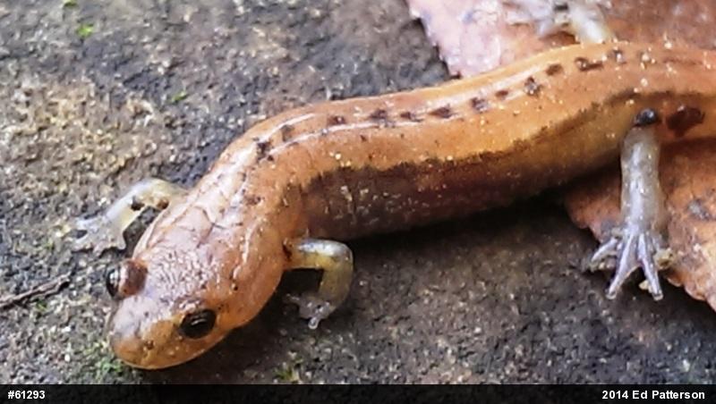 Allegheny Mountain Dusky Salamander