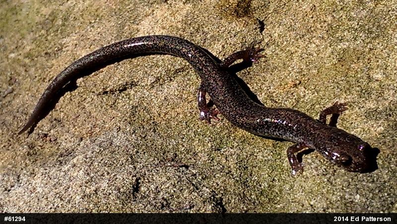 Valley And Ridge Salamander