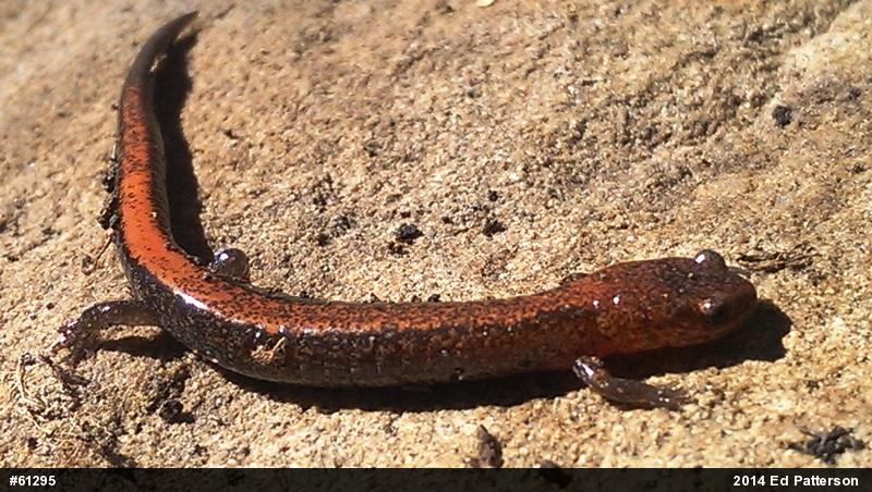 Eastern Red-backed  Salamander