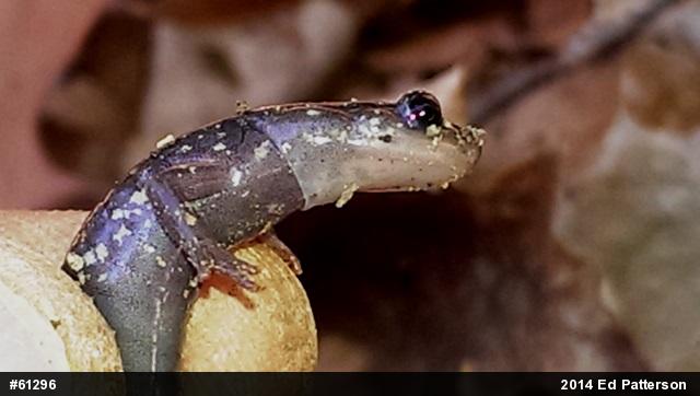 Wehrle's Salamander