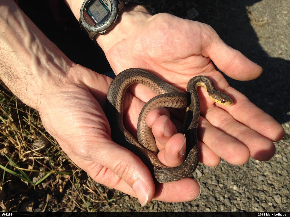 Eastern Gartersnake