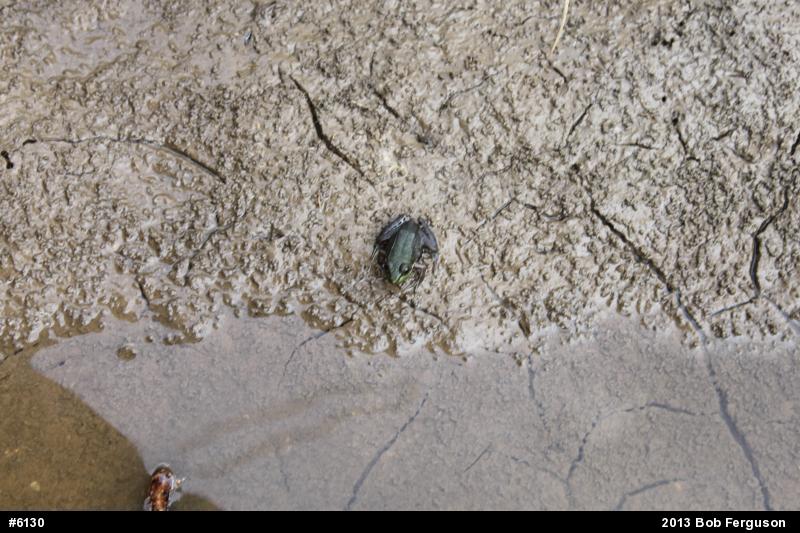 Green Frog