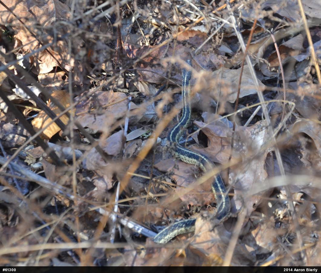 Eastern Gartersnake