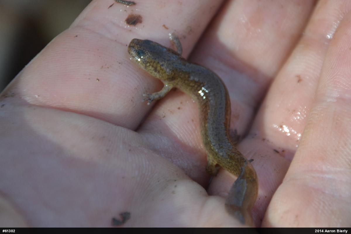 Northern Spring Salamander