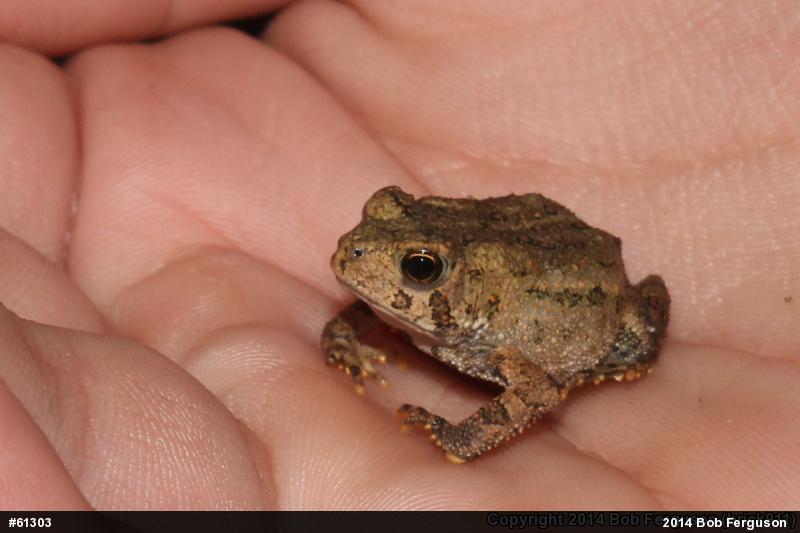 Eastern American Toad