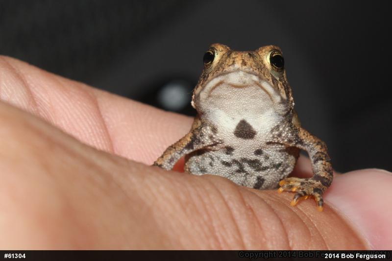 Eastern American Toad