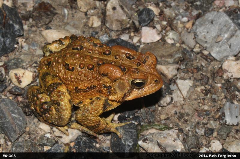Eastern American Toad