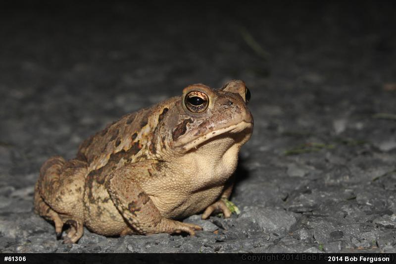 True Toads