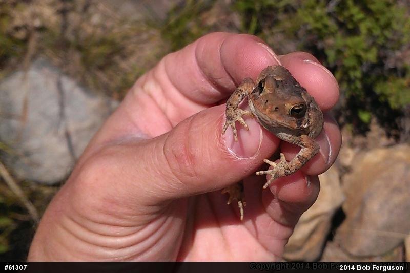 True Toads