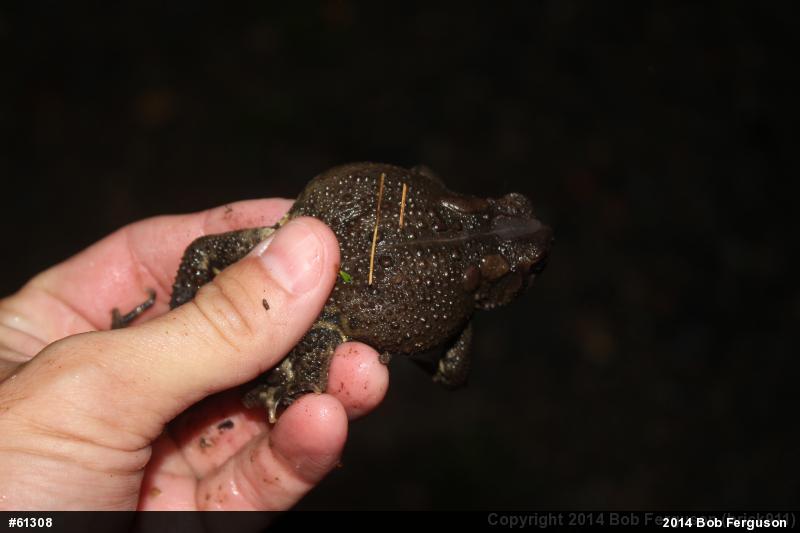 Eastern American Toad