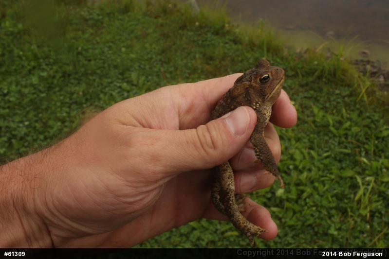 Eastern American Toad