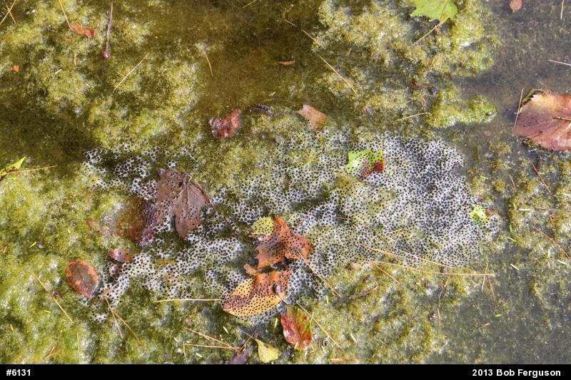 Green Frog