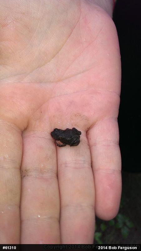 Eastern American Toad