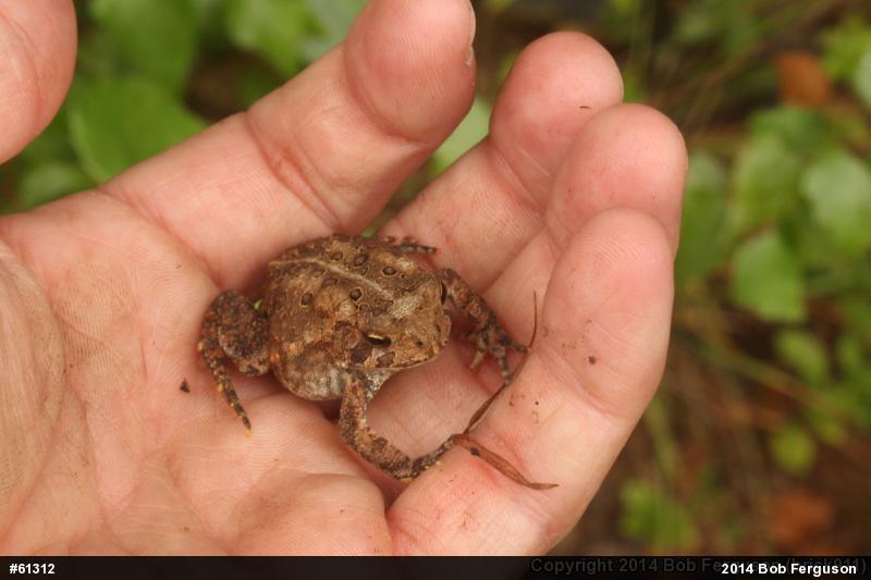 Eastern American Toad
