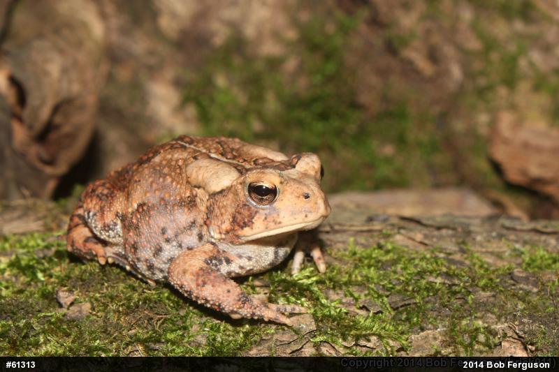Eastern American Toad