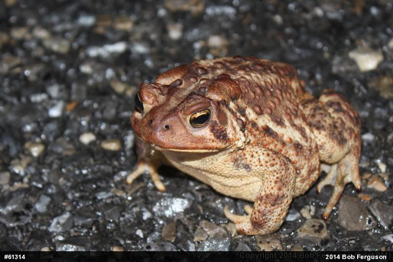 Eastern American Toad