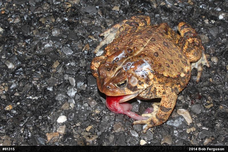 Eastern American Toad