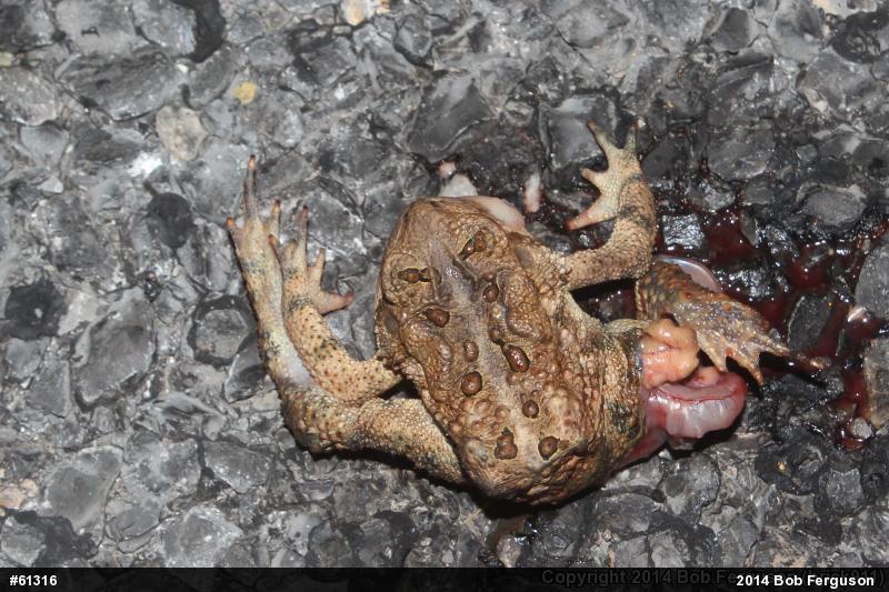 Eastern American Toad