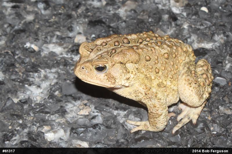 Eastern American Toad