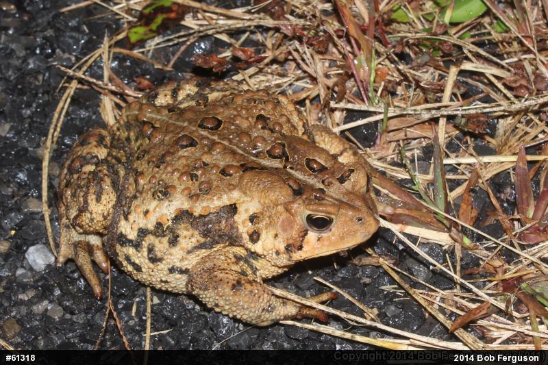 Eastern American Toad