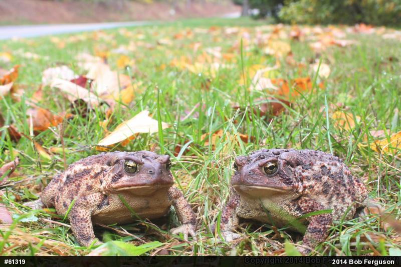 Eastern American Toad