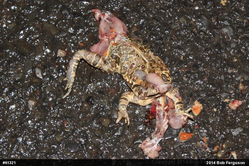 Fowler's Toad